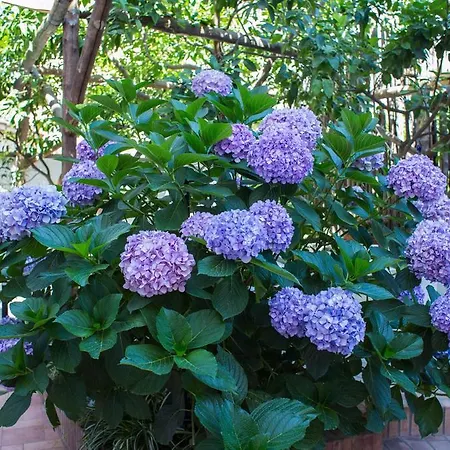 Gasthuis Relais Del Corso 3*